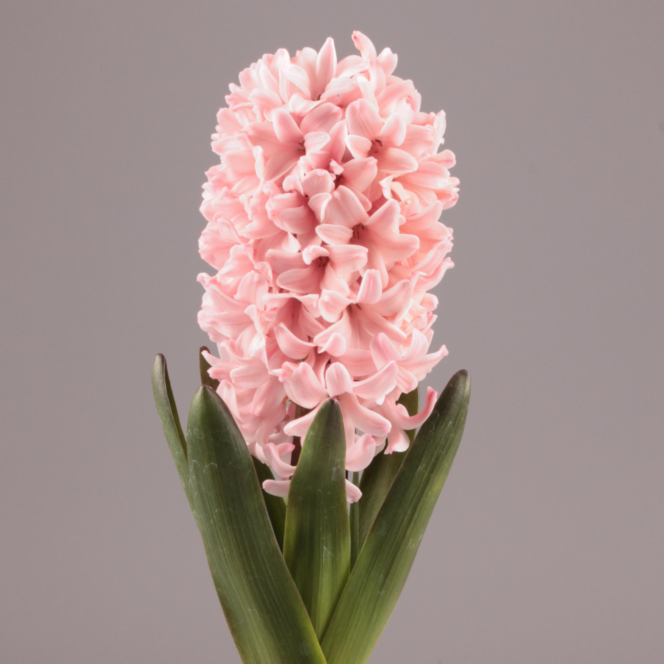 Hyacinth Apricot Passion from Leo Berbee Bulb Company