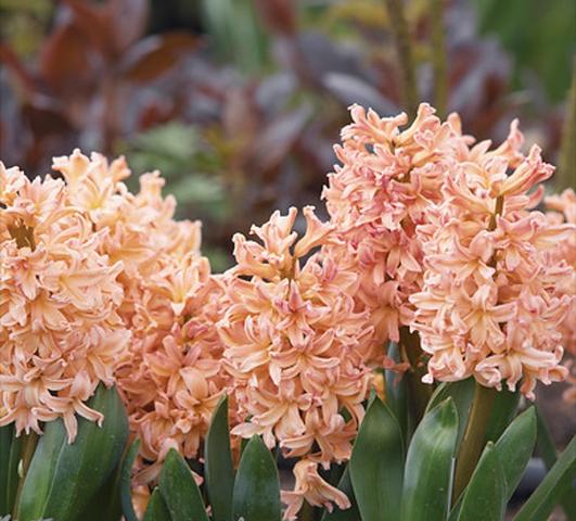 Hyacinth Gipsy Queen from Leo Berbee Bulb Company