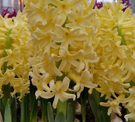 Hyacinth Yellow Queen from Leo Berbee Bulb Company