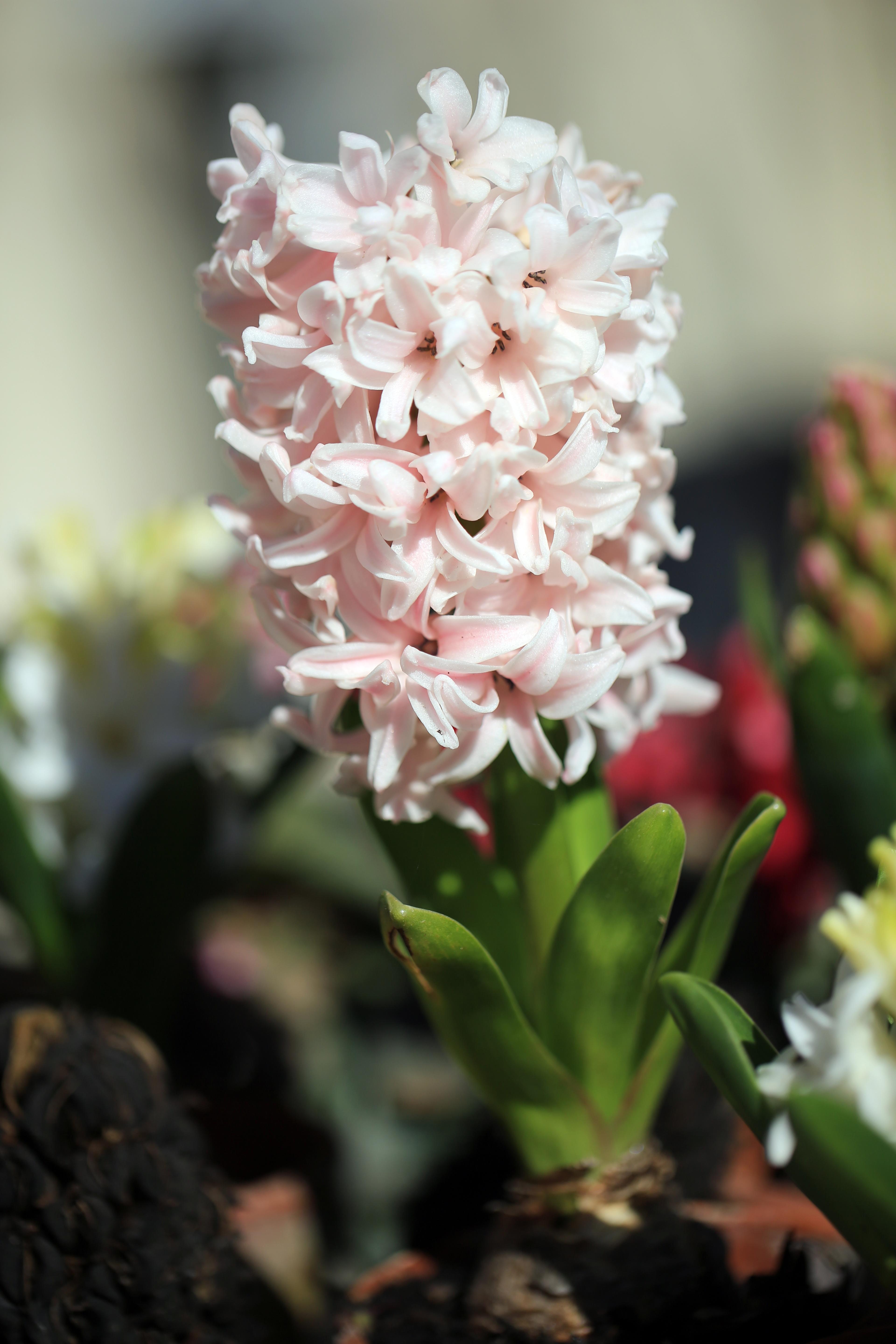 Hyacinth 'Pink Surprise' - Hyacinth from Leo Berbee Bulb Company