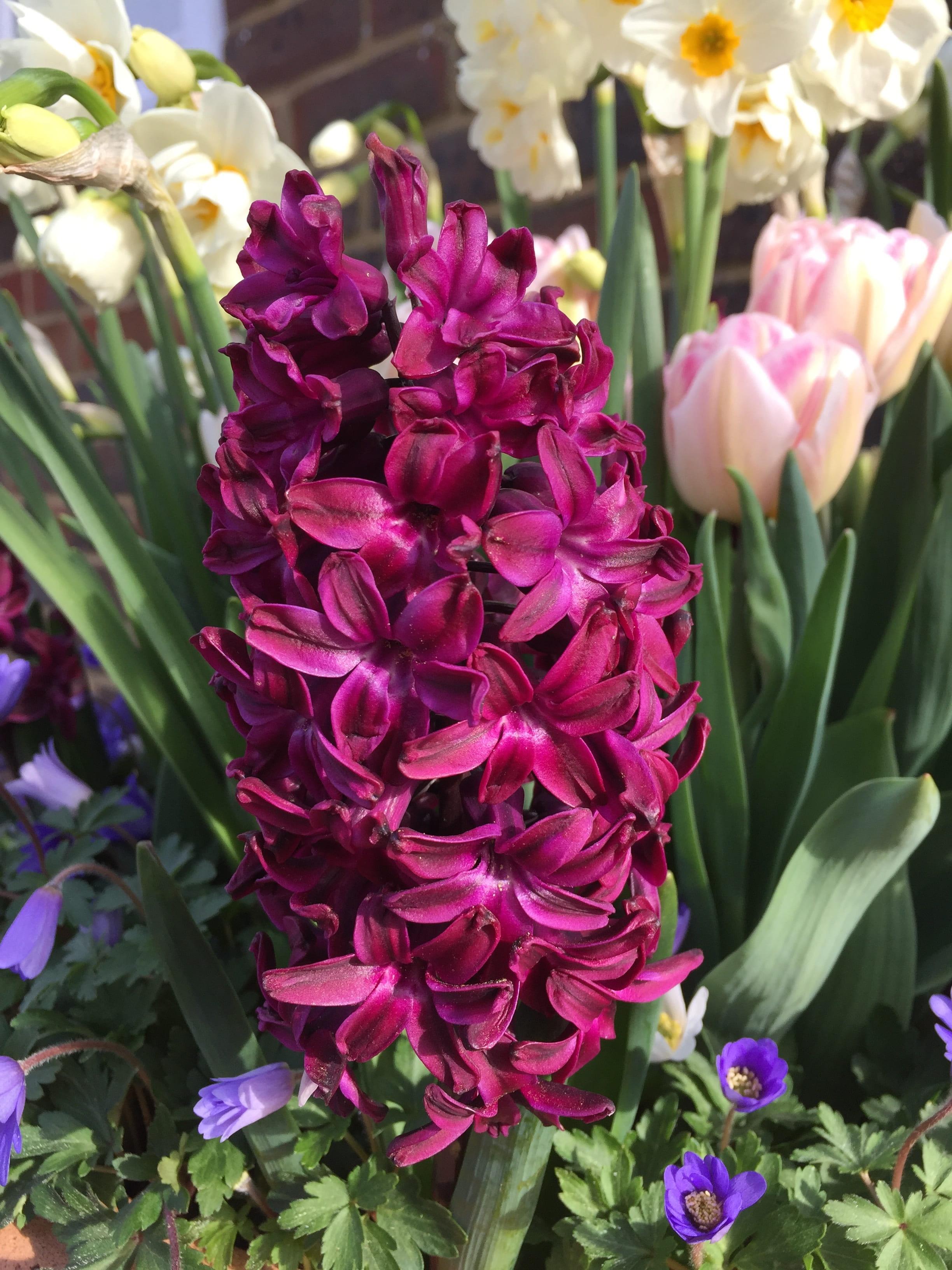 Hyacinth 'Woodstock' - Hyacinth from Leo Berbee Bulb Company