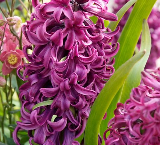 Hyacinth Purple Sensation from Leo Berbee Bulb Company