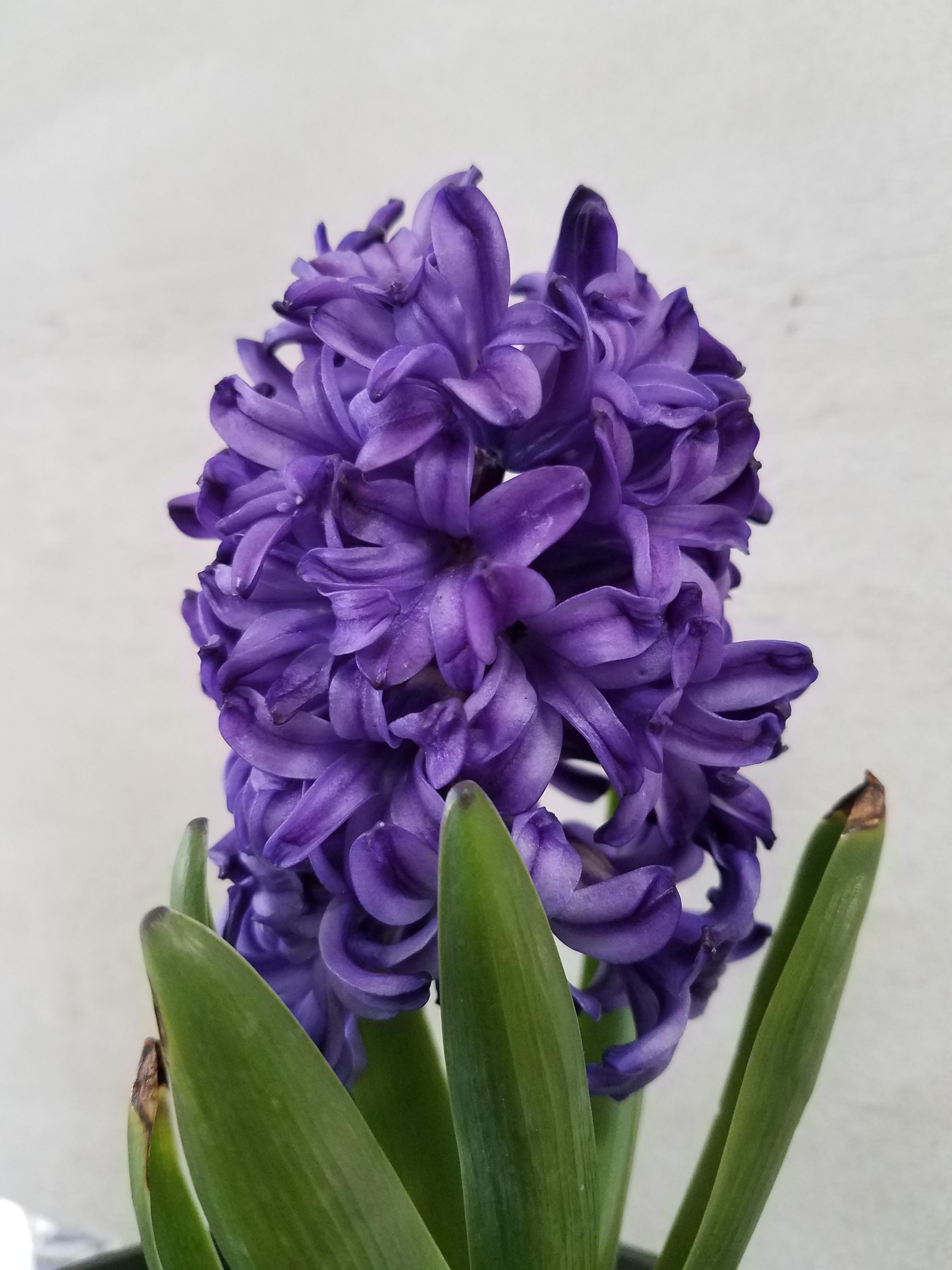 Hyacinth 'Atlantic' - Hyacinth from Leo Berbee Bulb Company