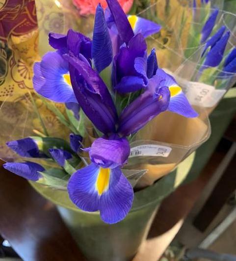 Iris 'Blue' - Dutch Iris (Shipping begins Oct 2021) from Leo Berbee Bulb Company