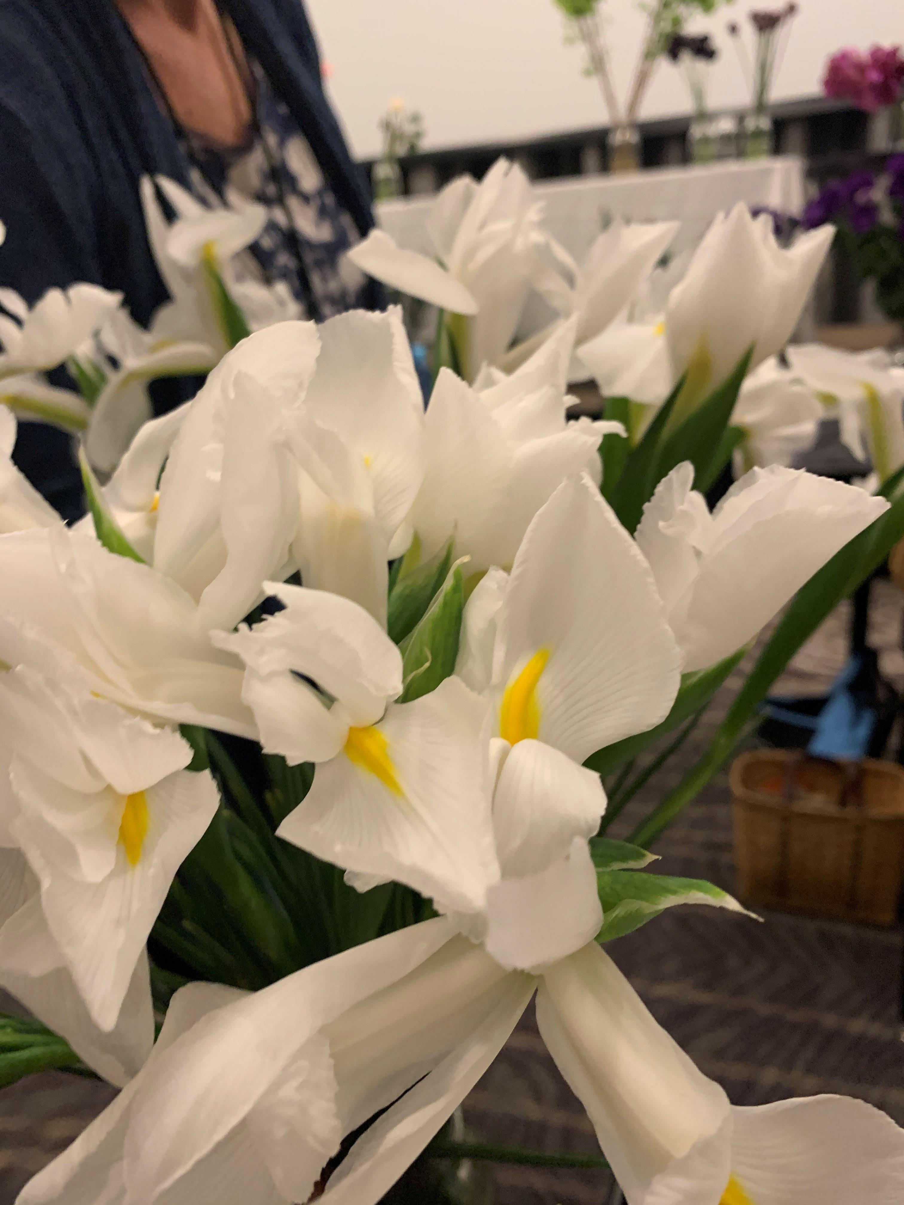 Iris 'White' - Dutch Iris (Shipping begins Oct 2021) from Leo Berbee Bulb Company