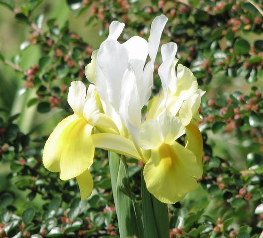 Iris Yellow from Leo Berbee Bulb Company
