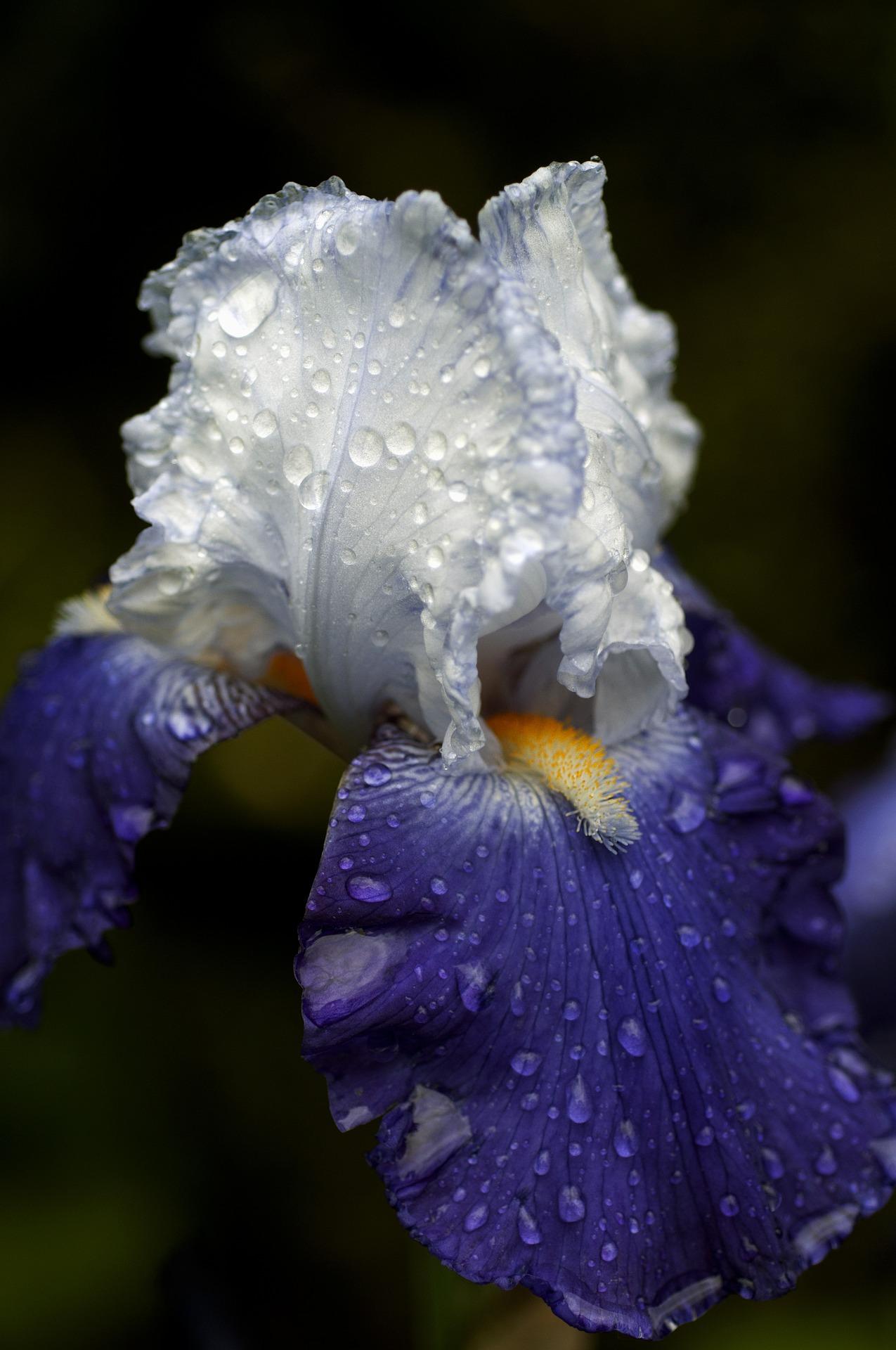 Iris Germanica 'Blue/White' - Tall Bearded Iris from Leo Berbee Bulb Company
