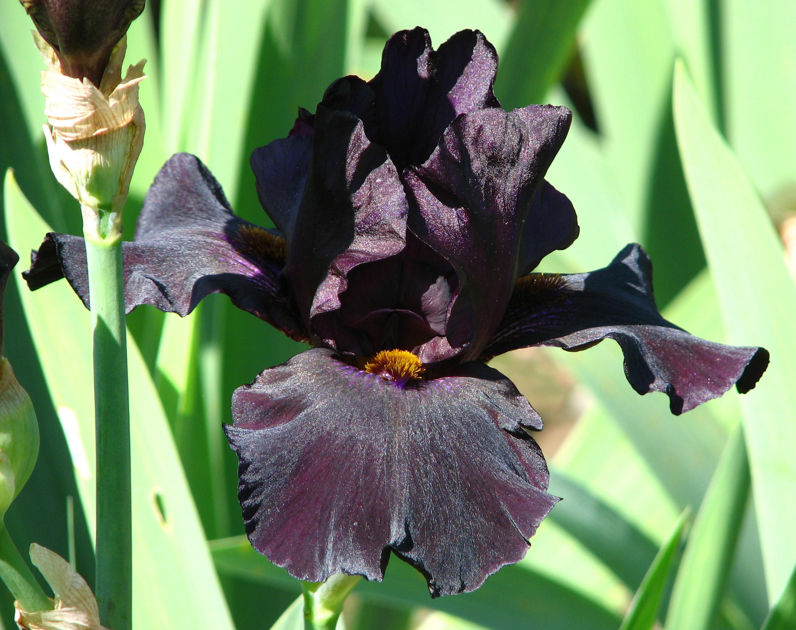 Iris Germanica 'Black Lipstick' - Tall Bearded Iris from Leo Berbee Bulb Company