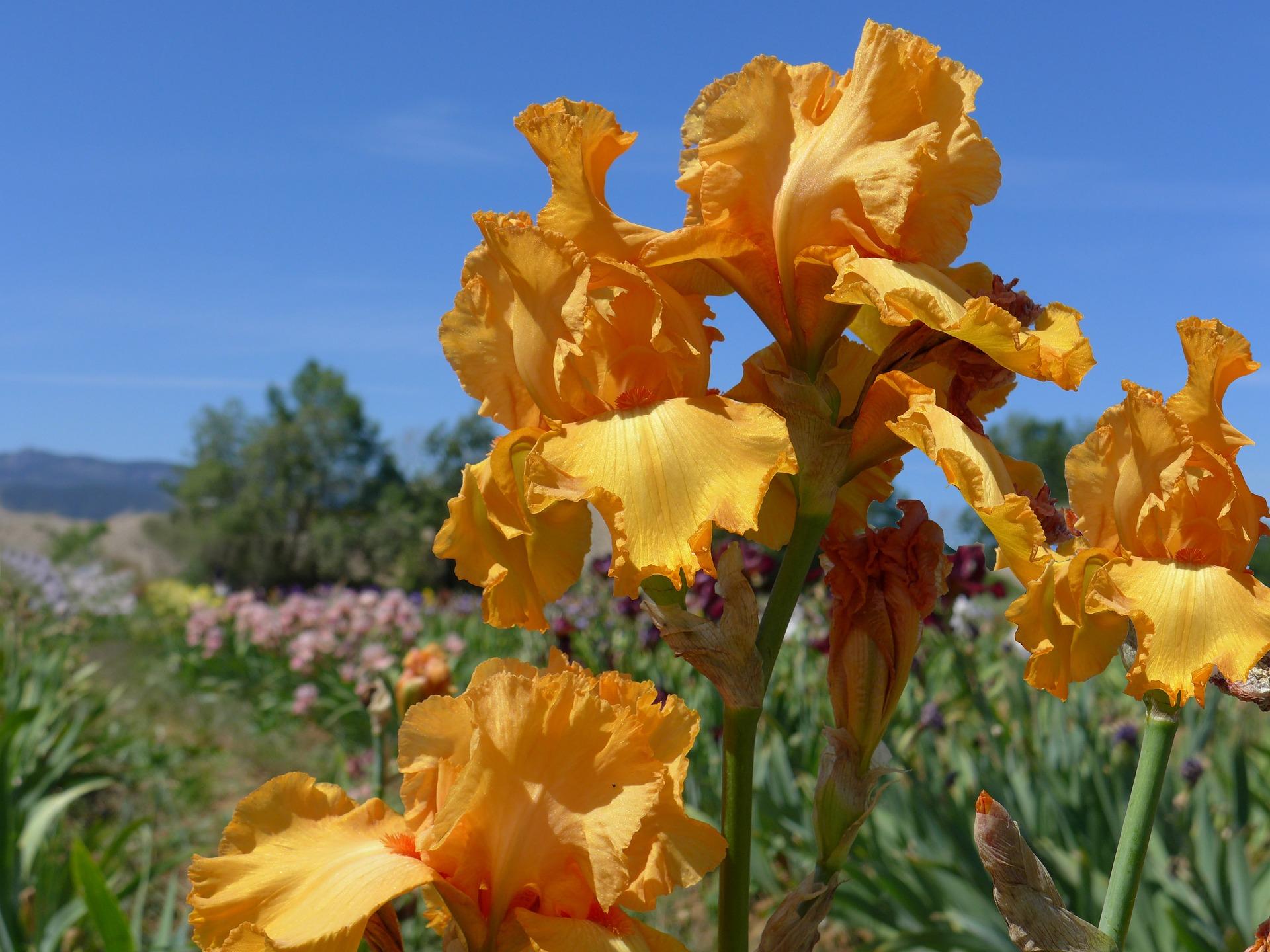 Iris Germanica 'Orange' - Tall Bearded Iris from Leo Berbee Bulb Company