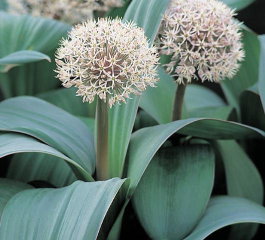 Allium Karataviense from Leo Berbee Bulb Company