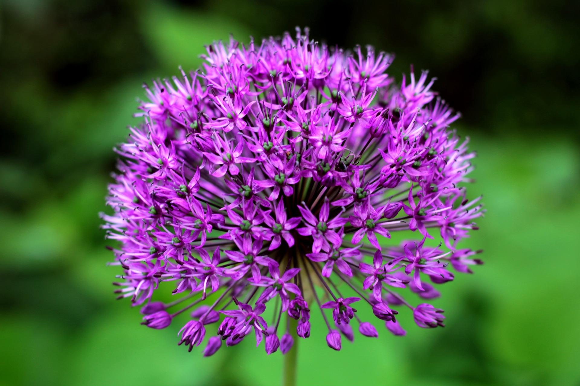 Allium 'Purple Sensation' - Ornamental Onion from Leo Berbee Bulb Company