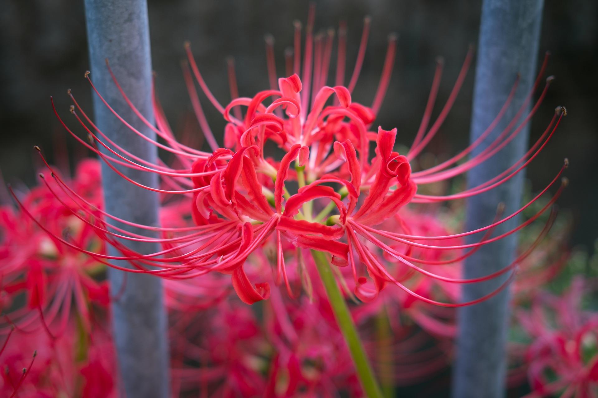 Lycoris 'Radiata' - Magic Lily (Shipping begins Fall 2022) from Leo Berbee Bulb Company
