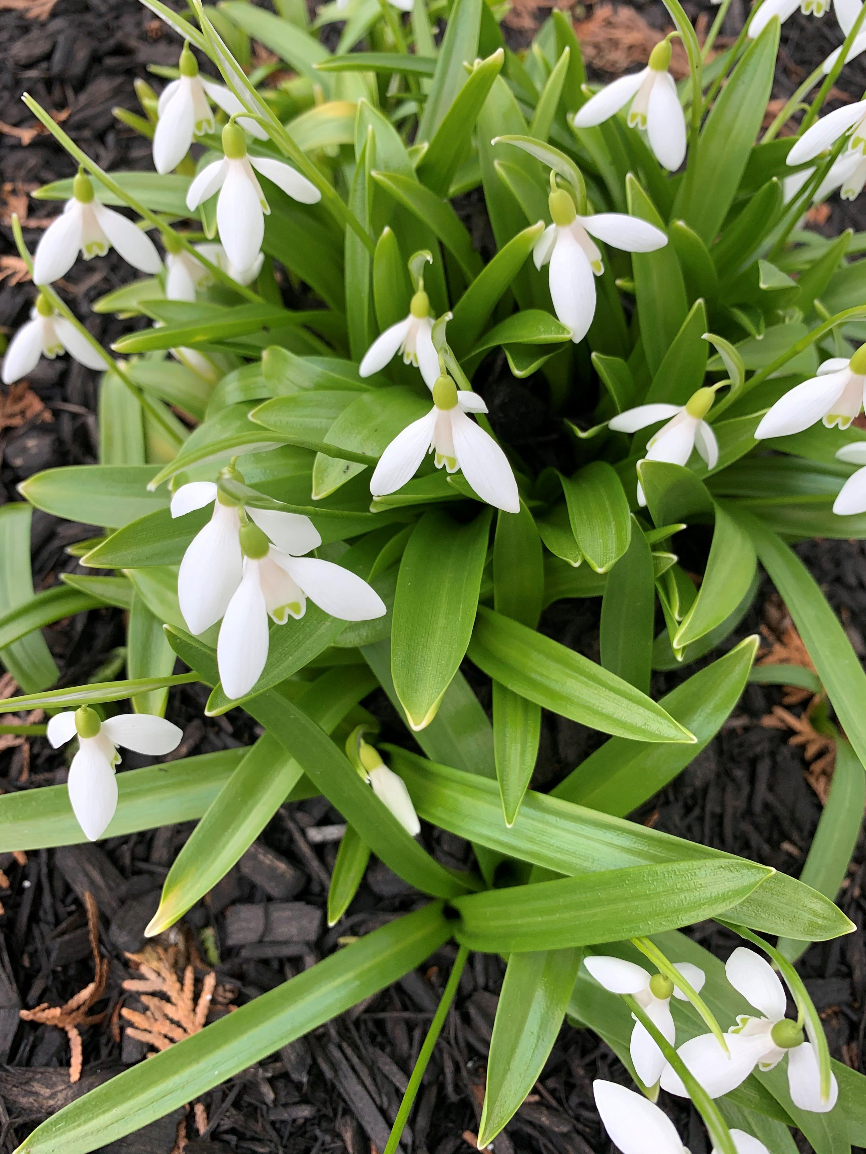 Galanthus 'Elwessi' - Snowdrops (Shipping begins Fall 2021) from Leo Berbee Bulb Company