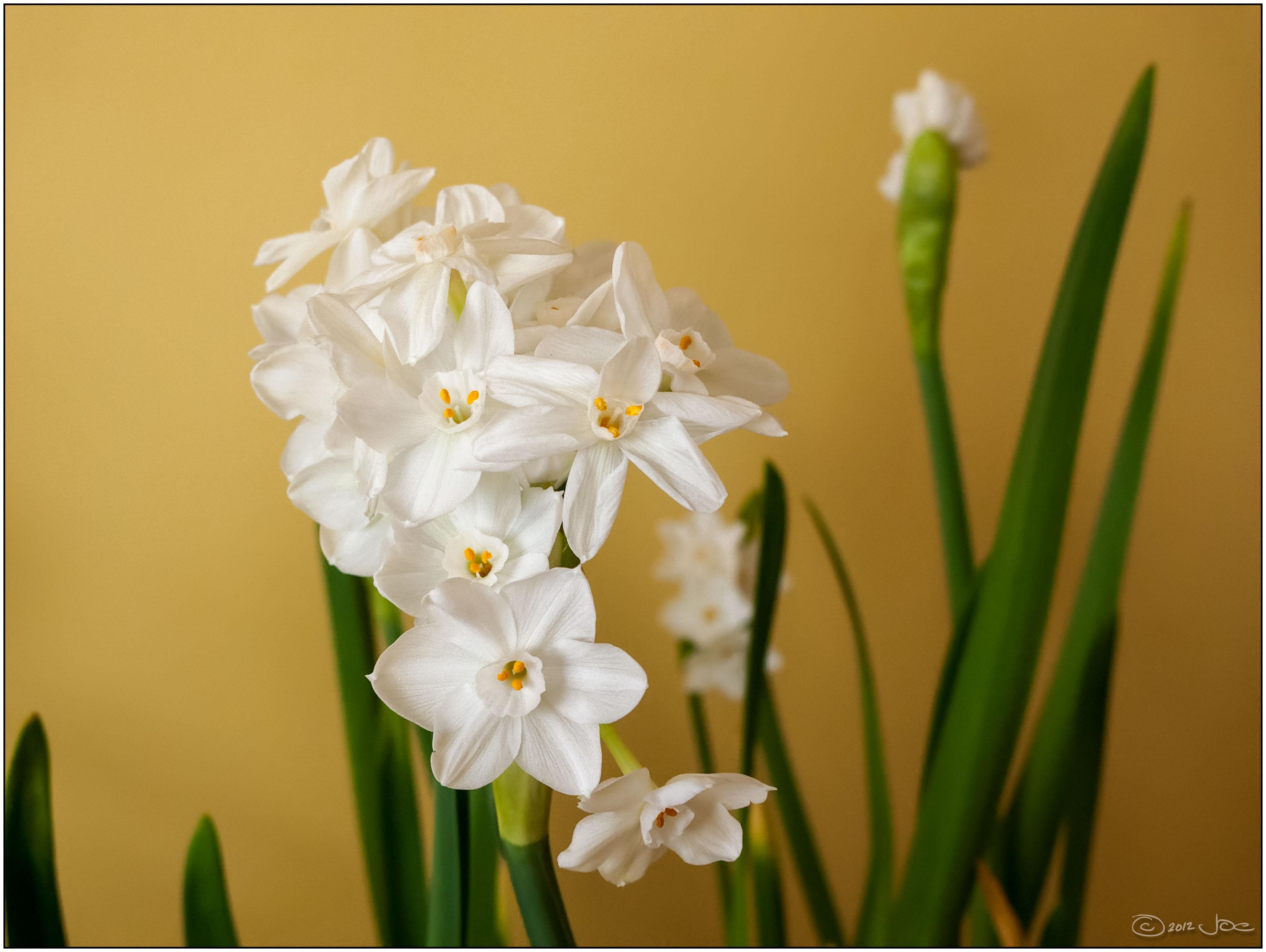 Narcissi 'Galilee' - Paperwhites from Leo Berbee Bulb Company