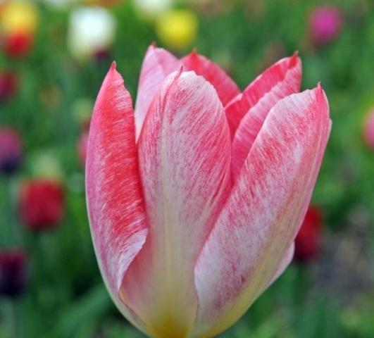 Tulip Fosteriana Flaming Emperor from Leo Berbee Bulb Company