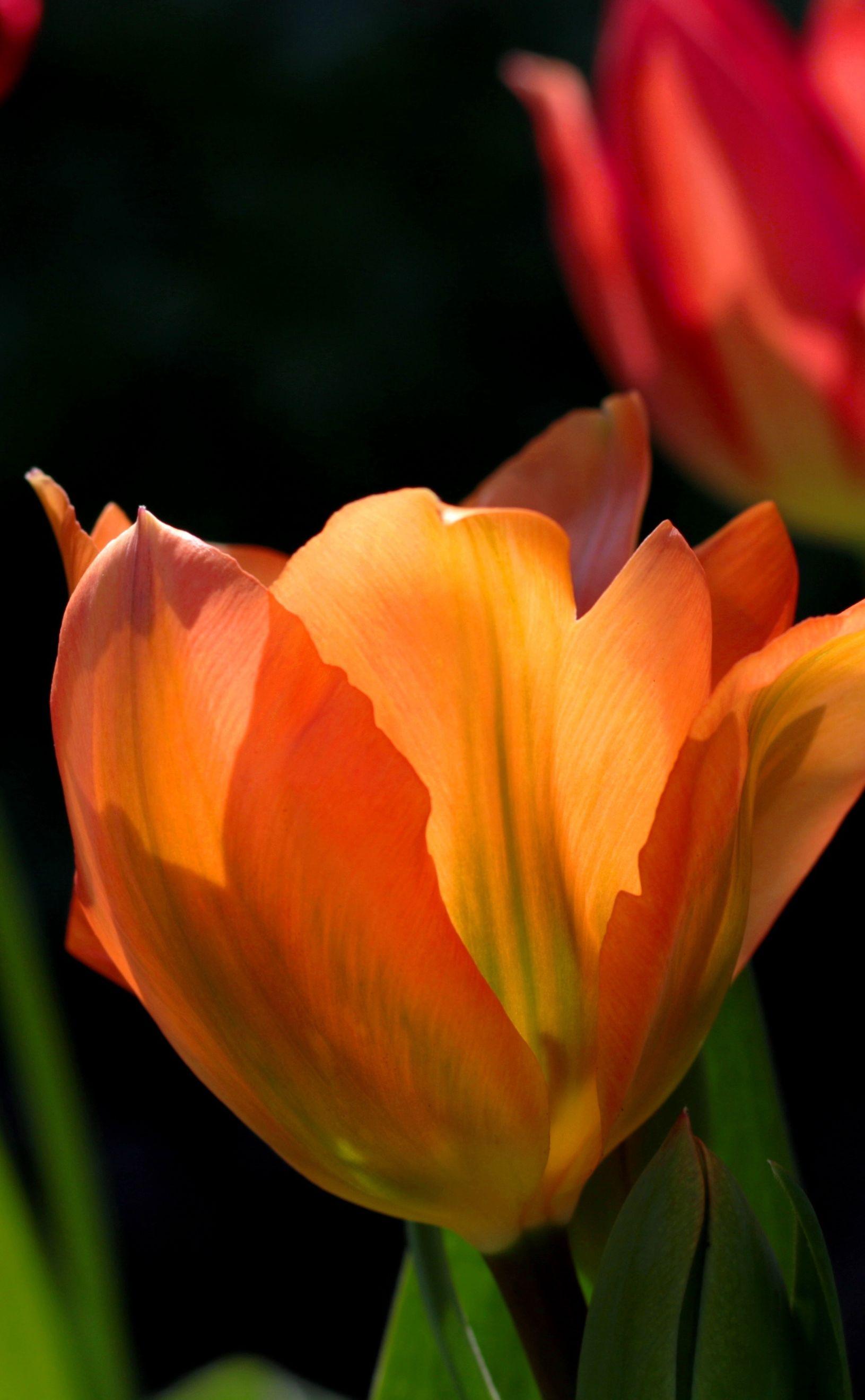 Tulip Fosteriana 'Orange Emperor/Orange Briljant' - Botanical Tulips from Leo Berbee Bulb Company