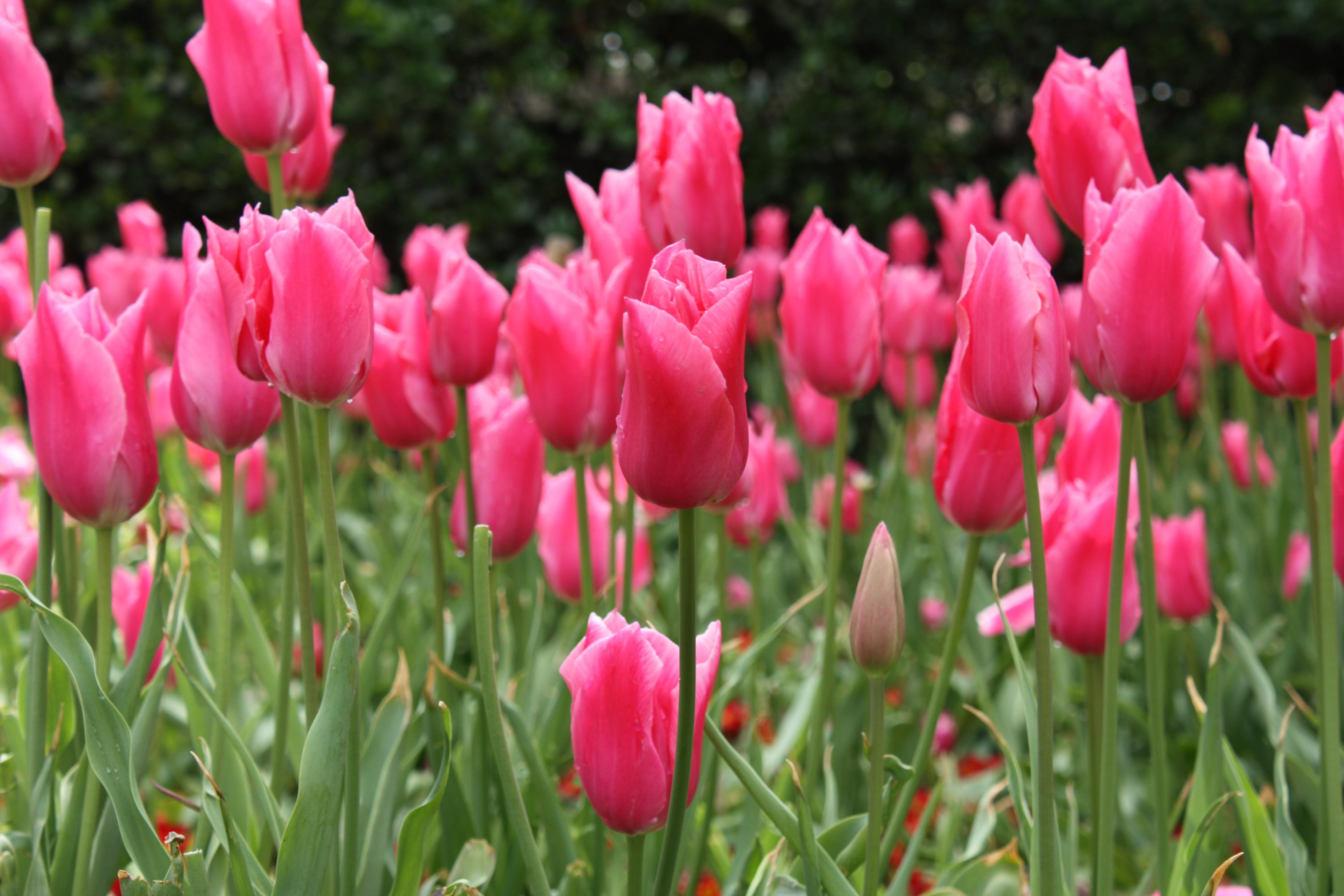 Tulip Fosteriana 'Pink Emperor' - Botanical Tulips from Leo Berbee Bulb Company