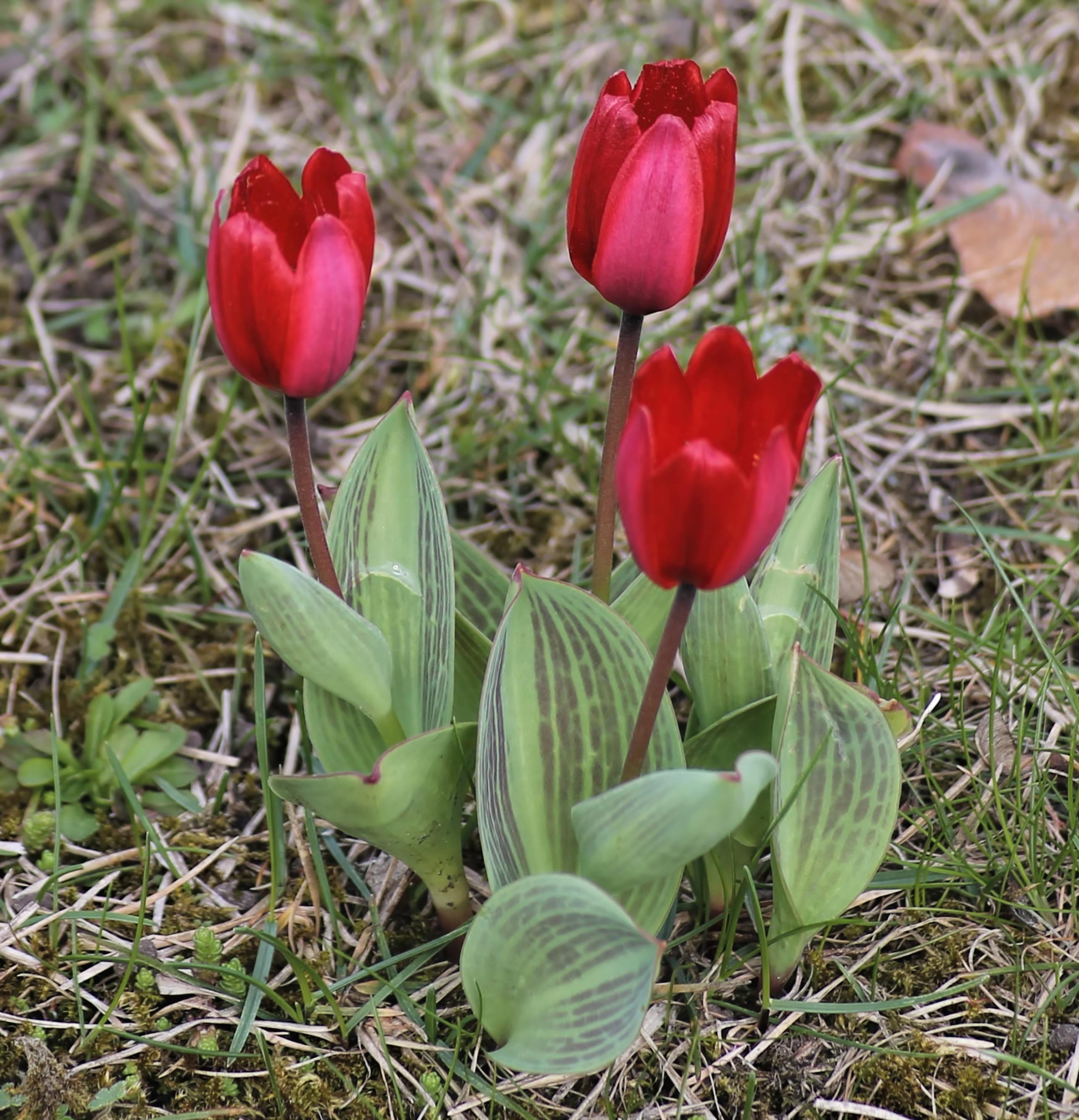 Tulip Greigii 'Red Riding Hood' - Botanical Tulips from Leo Berbee Bulb Company
