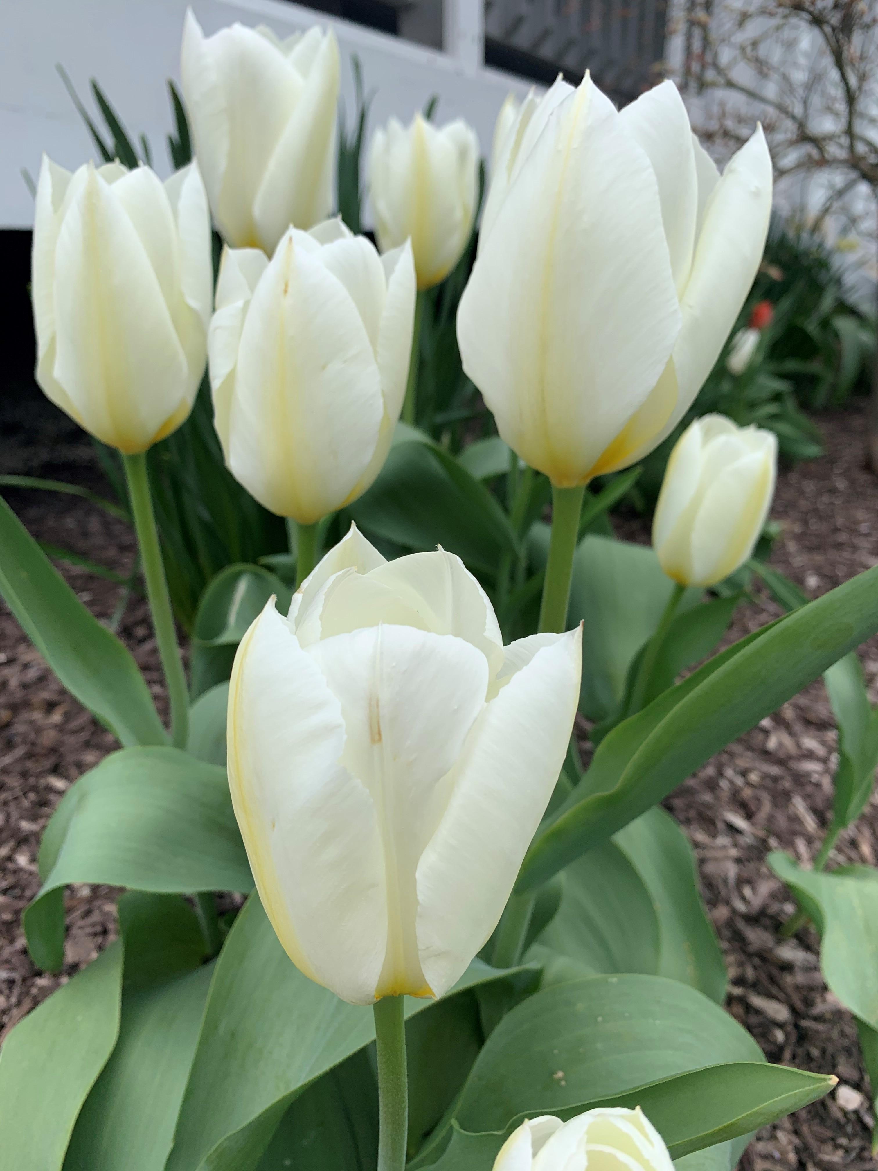 Tulip Fosteriana 'White Emperor/Purissima' - Botanical Tulips from Leo Berbee Bulb Company