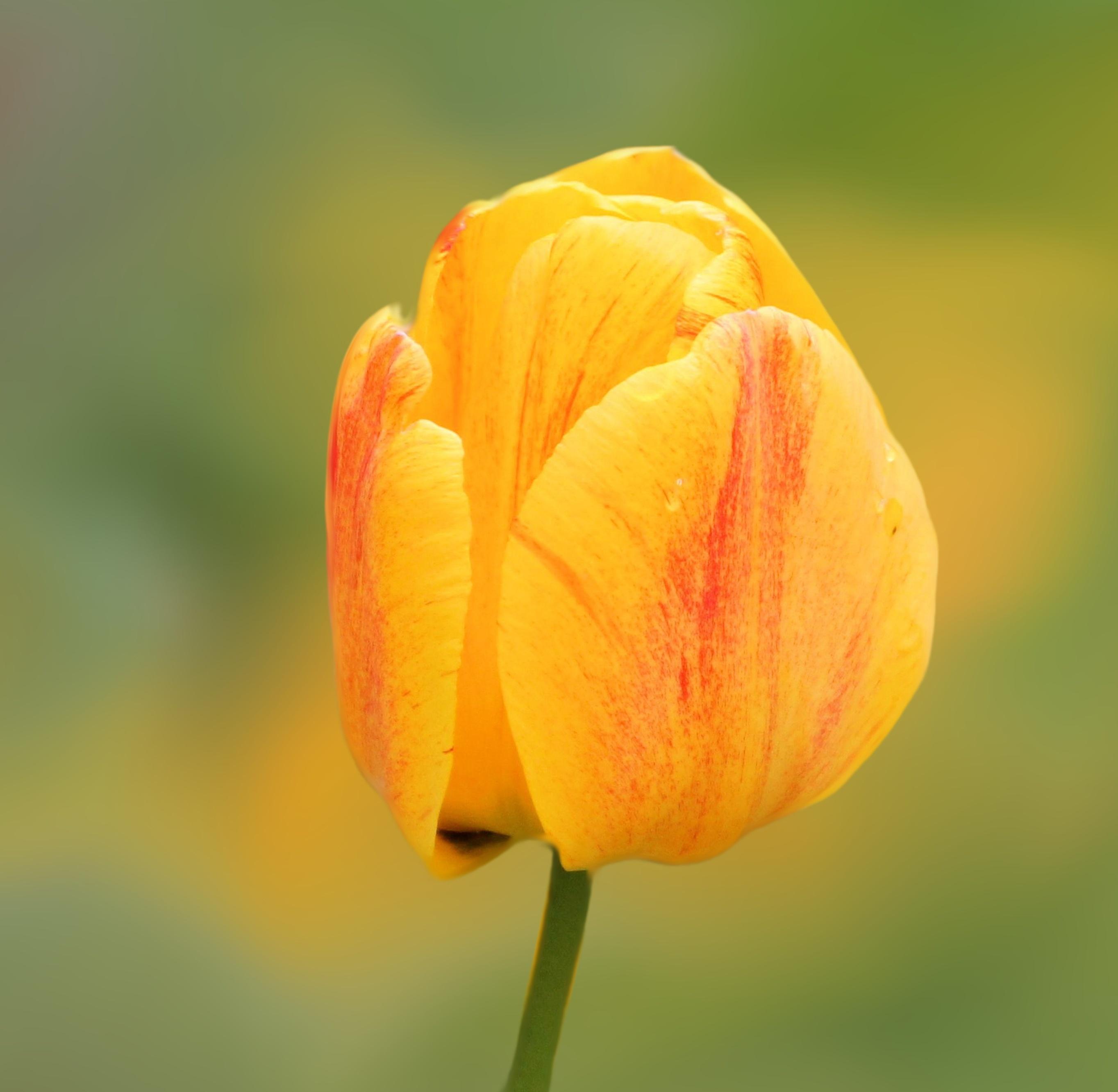 Tulip Darwin Hybrid 'Beauty of Apeldoorn' - Tulip from Leo Berbee Bulb Company