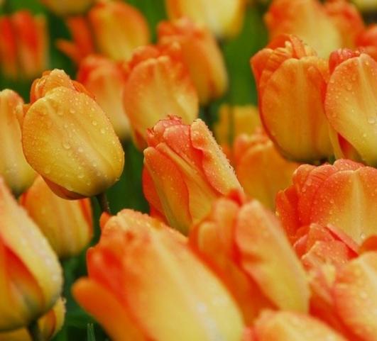 Tulip Darwin Hybrid Daydream from Leo Berbee Bulb Company