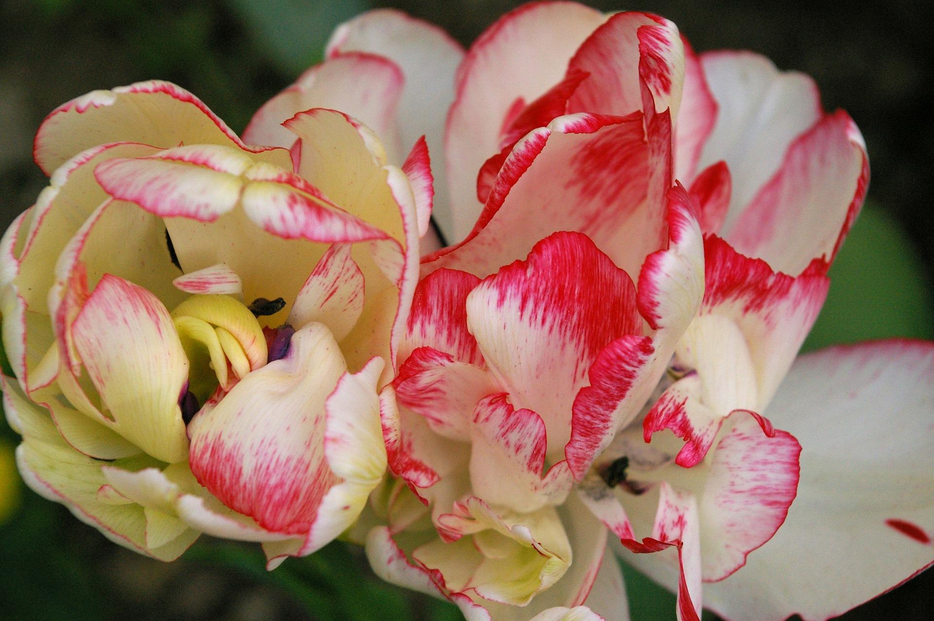 Tulip Double Early 'Belica' - Tulip - Pre-Order for Fall 2022 from Leo Berbee Bulb Company