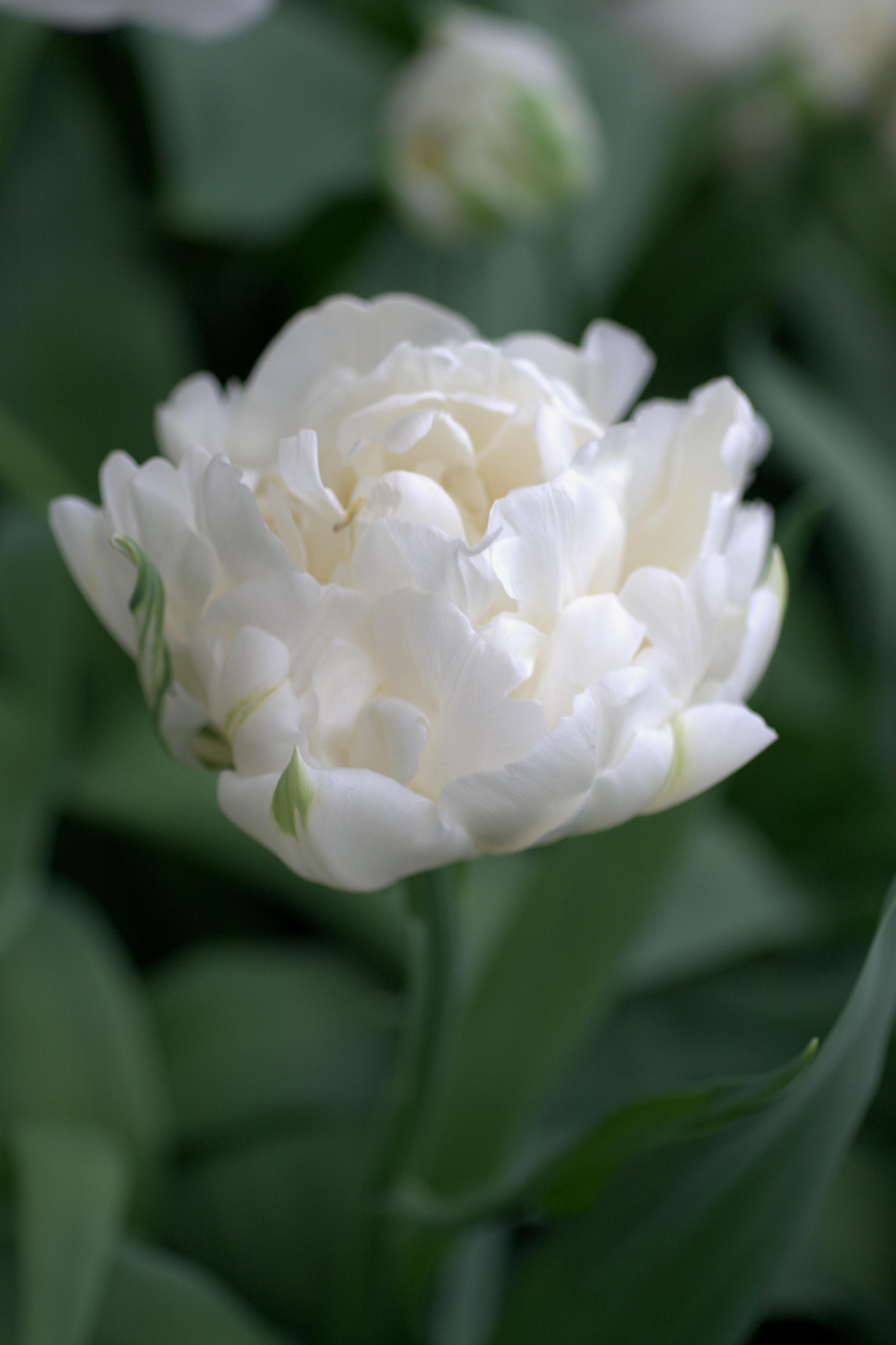 Tulip Double Early 'Mondial' - Tulip from Leo Berbee Bulb Company