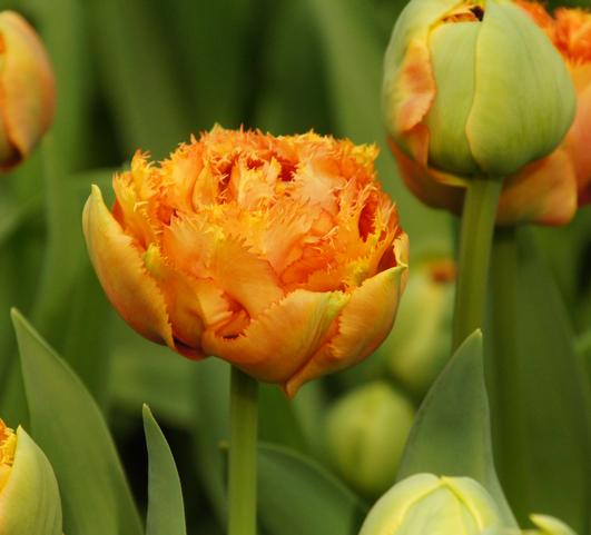 Tulip Fringed Sensual Touch (double) from Leo Berbee Bulb Company
