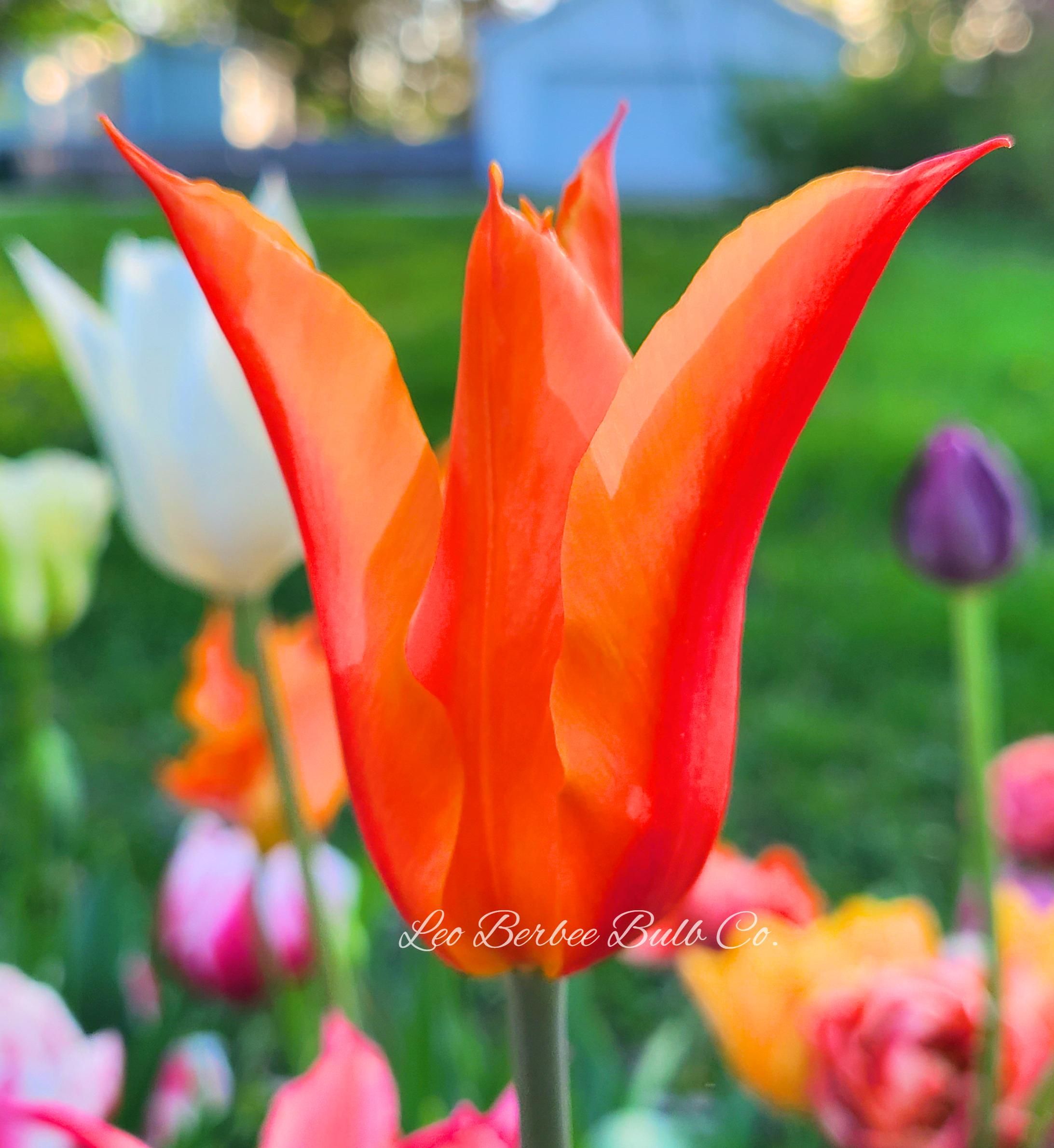 Tulip Lily Flowering 'Ballerina' - Tulip from Leo Berbee Bulb Company