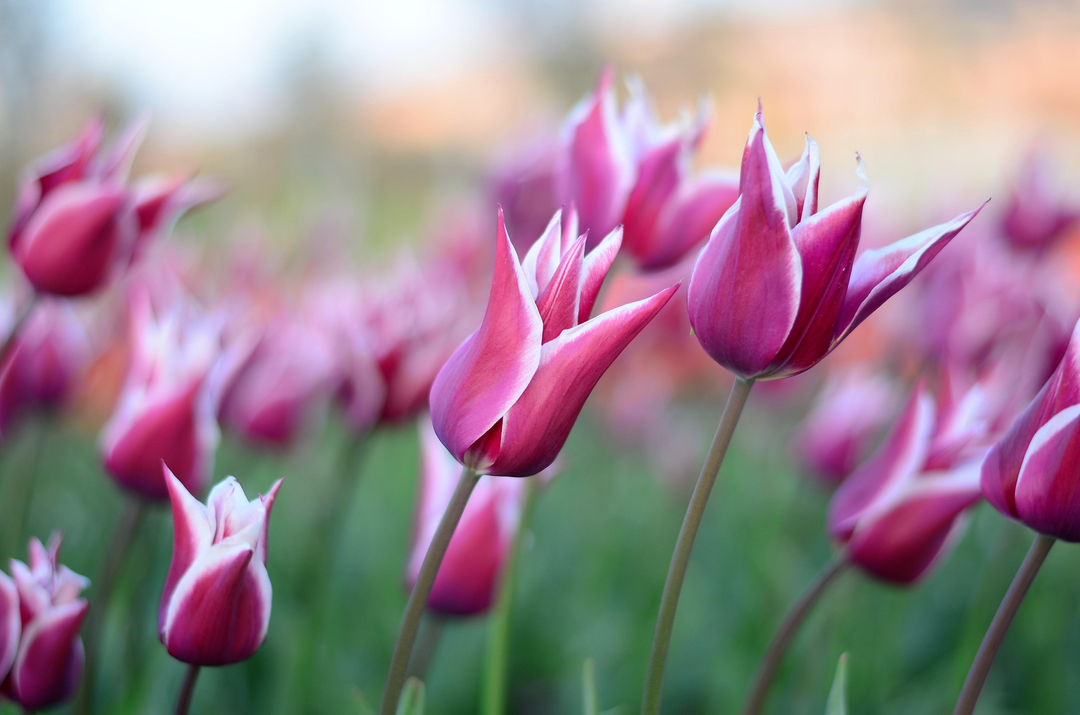 Tulip Lily Flowering 'Claudia' - Tulip from Leo Berbee Bulb Company