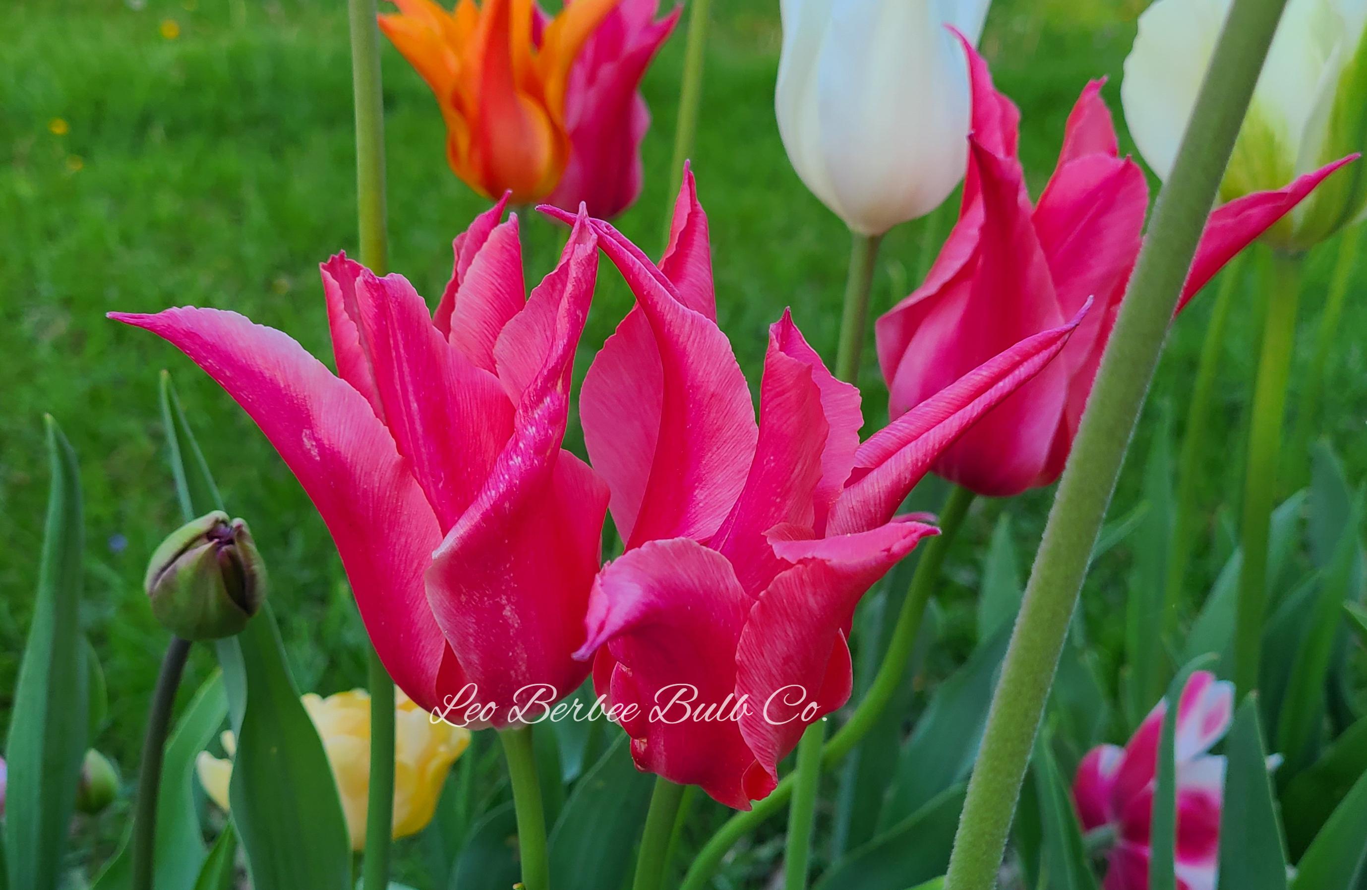 Tulip Lily Flowering 'Mariette' - Tulip from Leo Berbee Bulb Company