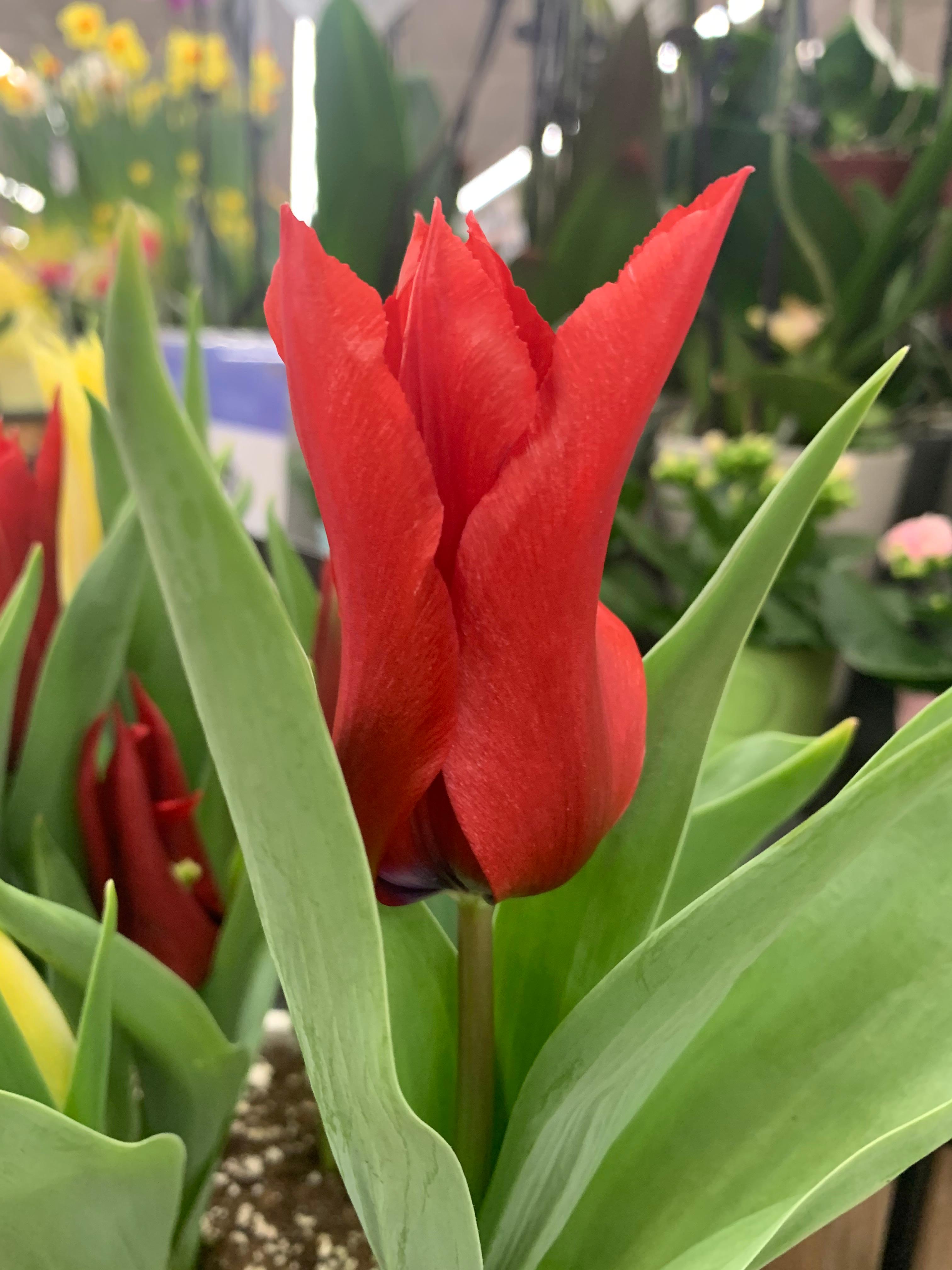 Tulip Lily Flowering 'Red Shine' - Tulip from Leo Berbee Bulb Company