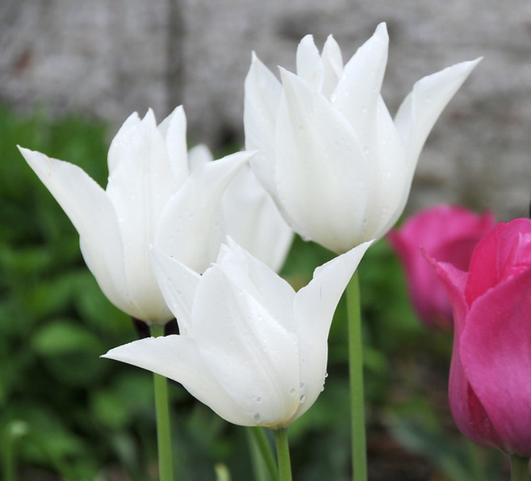 Tulip Lily Flowering White Triumphator from Leo Berbee Bulb Company