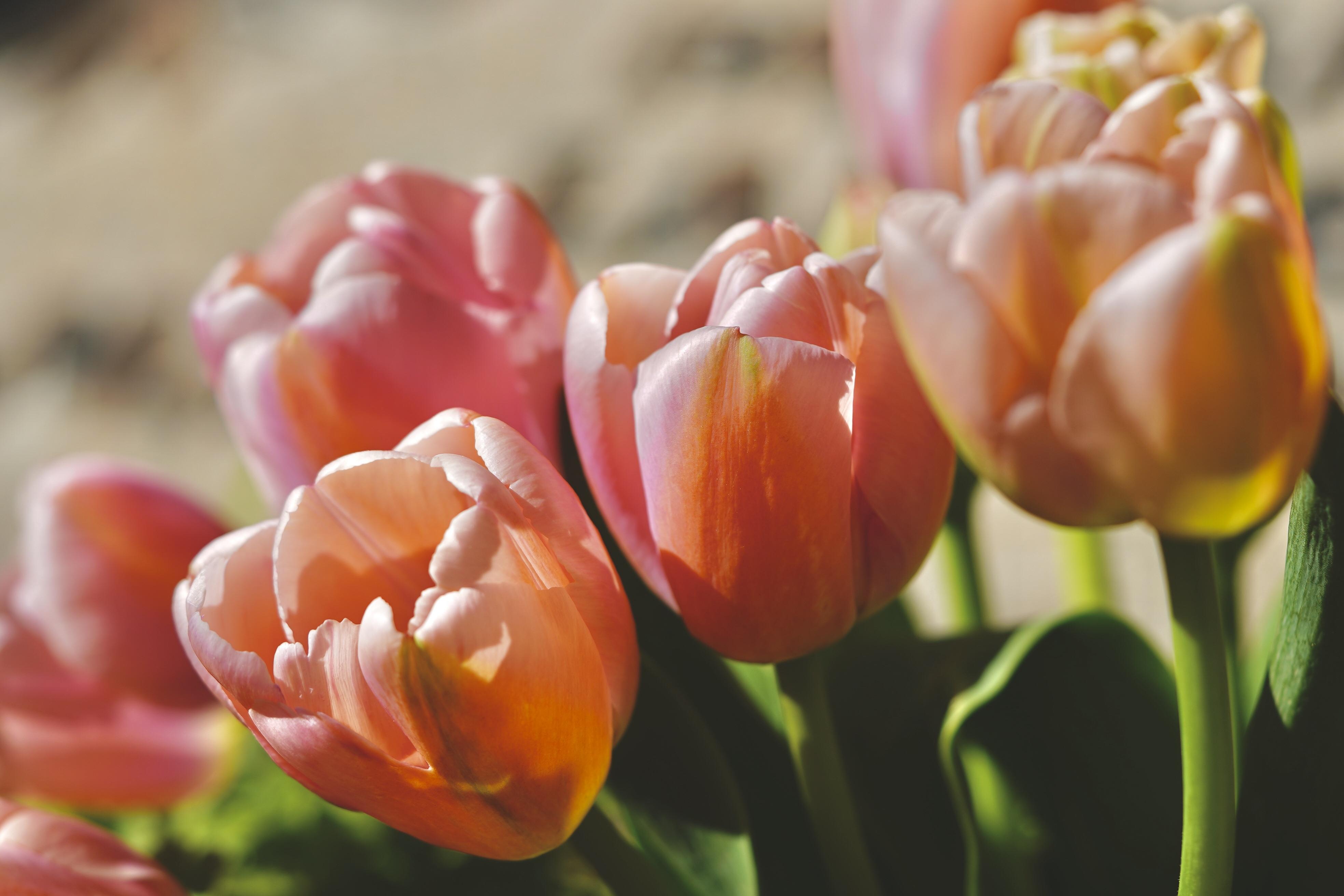 Tulip Single Early 'Apricot Beauty' - Tulip from Leo Berbee Bulb Company
