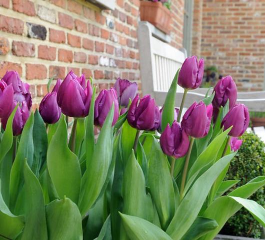 Tulip Single Early Purple Prince from Leo Berbee Bulb Company