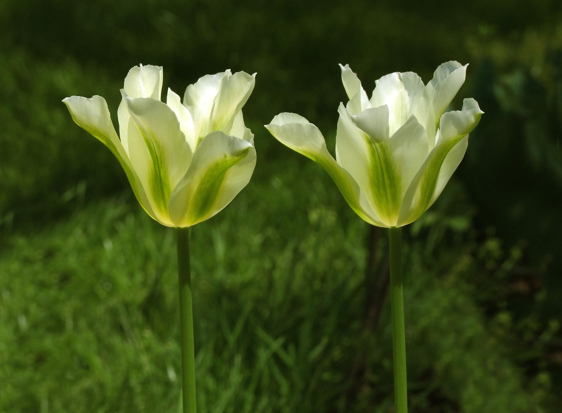 Tulip Viridiflora 'Spring Green' - Tulip from Leo Berbee Bulb Company