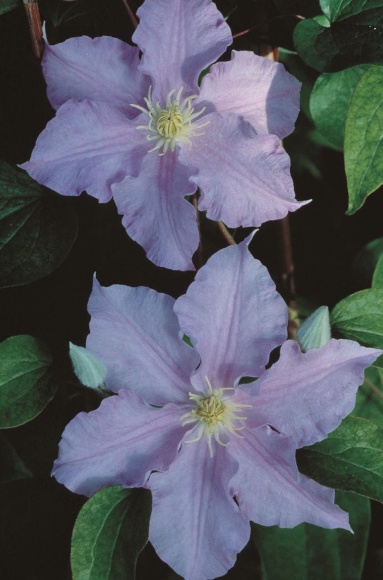 Clematis 'Will Goodwin' - Clematis from Leo Berbee Bulb Company