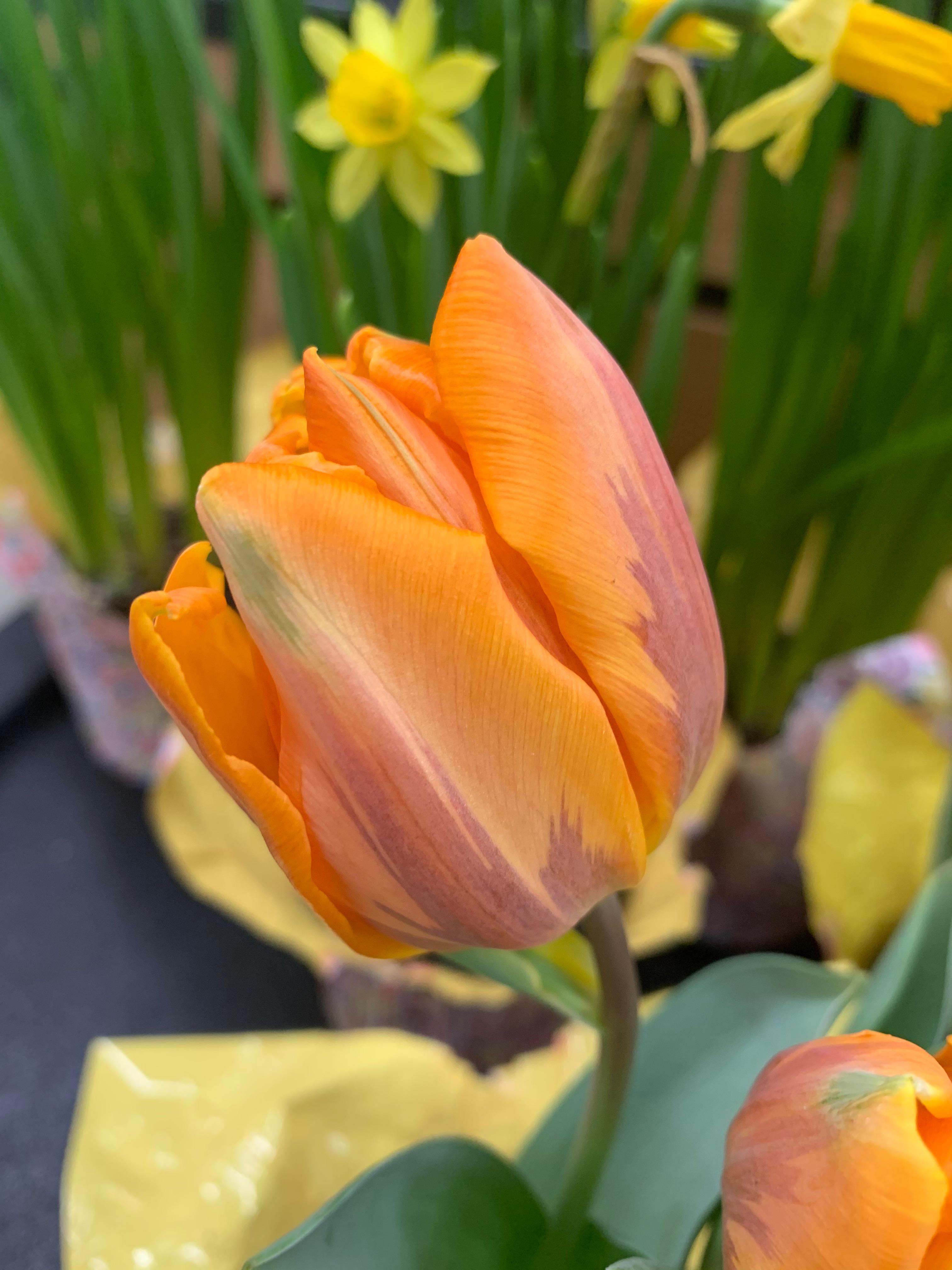 Tulip Triumph 'Princess Irene' - Tulip from Leo Berbee Bulb Company