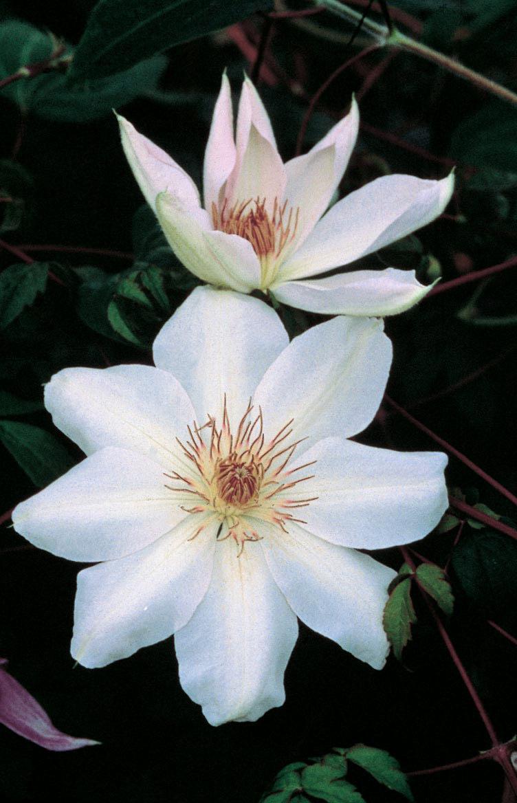 Clematis 'Henryi' - Clematis from Leo Berbee Bulb Company
