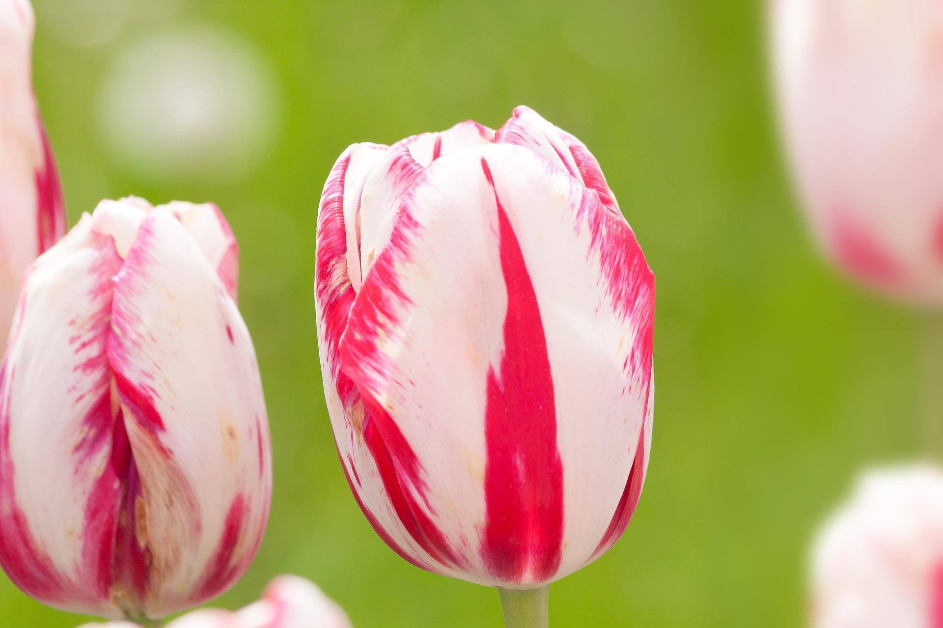 Tulip Single Late 'Sorbet' - Tulip from Leo Berbee Bulb Company