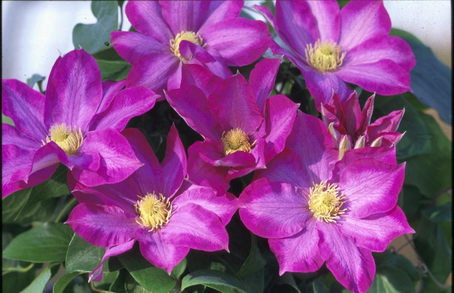 Clematis 'Pink Champagne' - Clematis from Leo Berbee Bulb Company