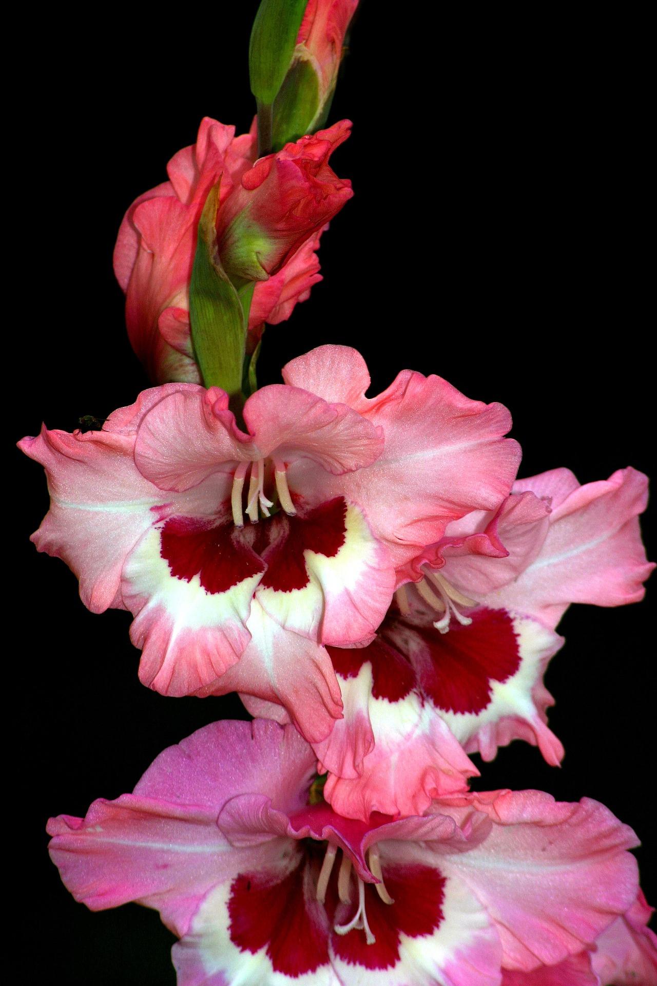 Gladiolus 'Wine & Rose' - Large Flowering Gladiolus (Shipping begins Feb. 1) from Leo Berbee Bulb Company
