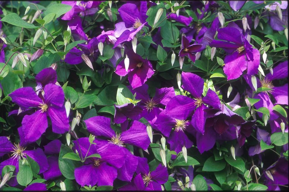 Clematis 'Jackmanii' - Clematis from Leo Berbee Bulb Company