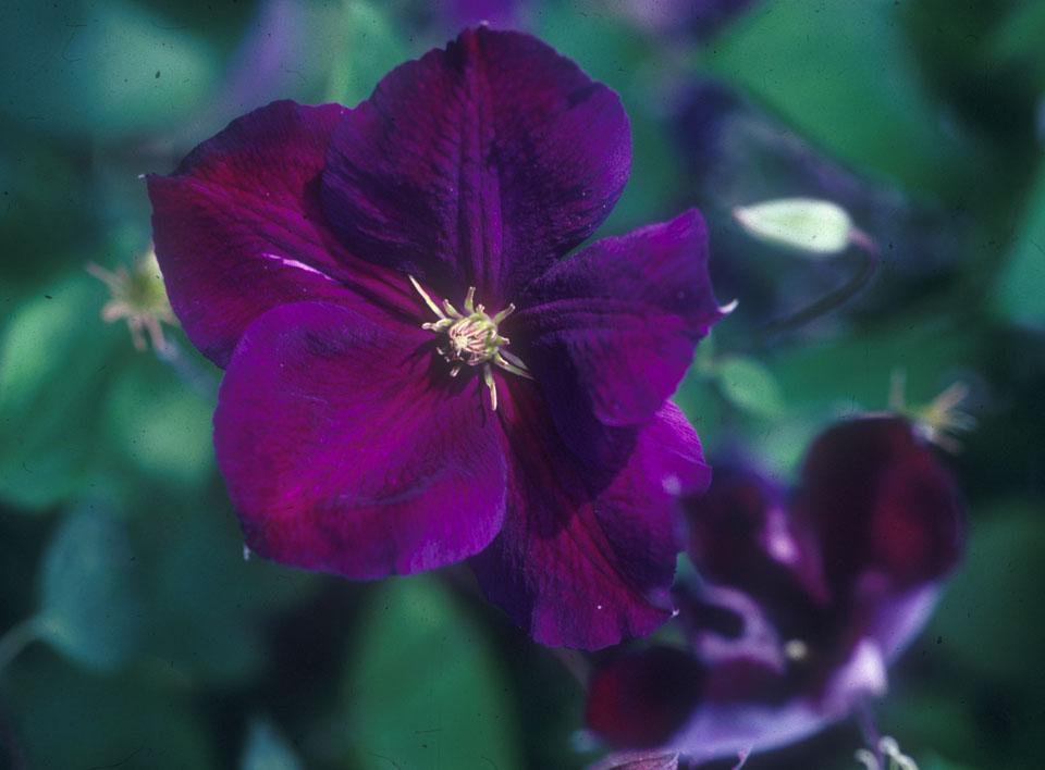 Clematis 'Jackmanii Superba' - Clematis from Leo Berbee Bulb Company