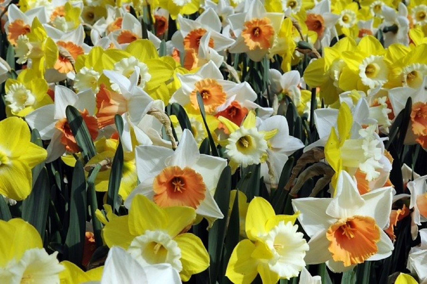 Daffodil Mixes - from Leo Berbee Bulb Company