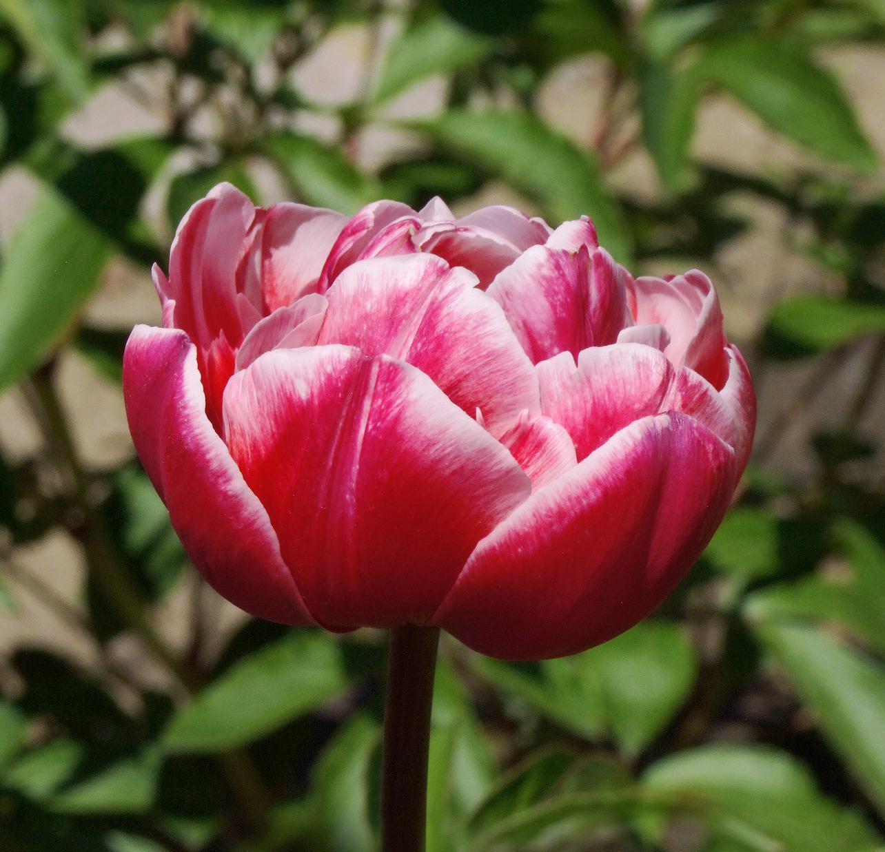 Tulip Double Late 'Drumline' - Tulip - Pre-Order for Fall 2022 from Leo Berbee Bulb Company