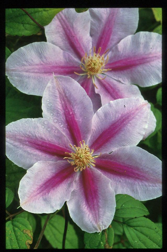Clematis 'Bee's Jubilee' - Clematis from Leo Berbee Bulb Company
