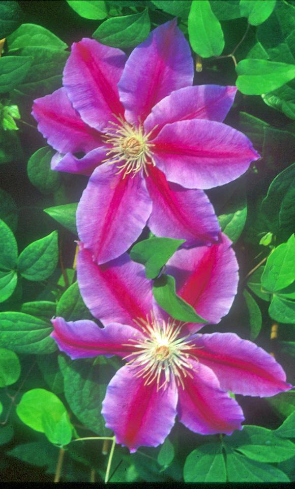 Clematis 'Dr. Ruppel' - Clematis from Leo Berbee Bulb Company