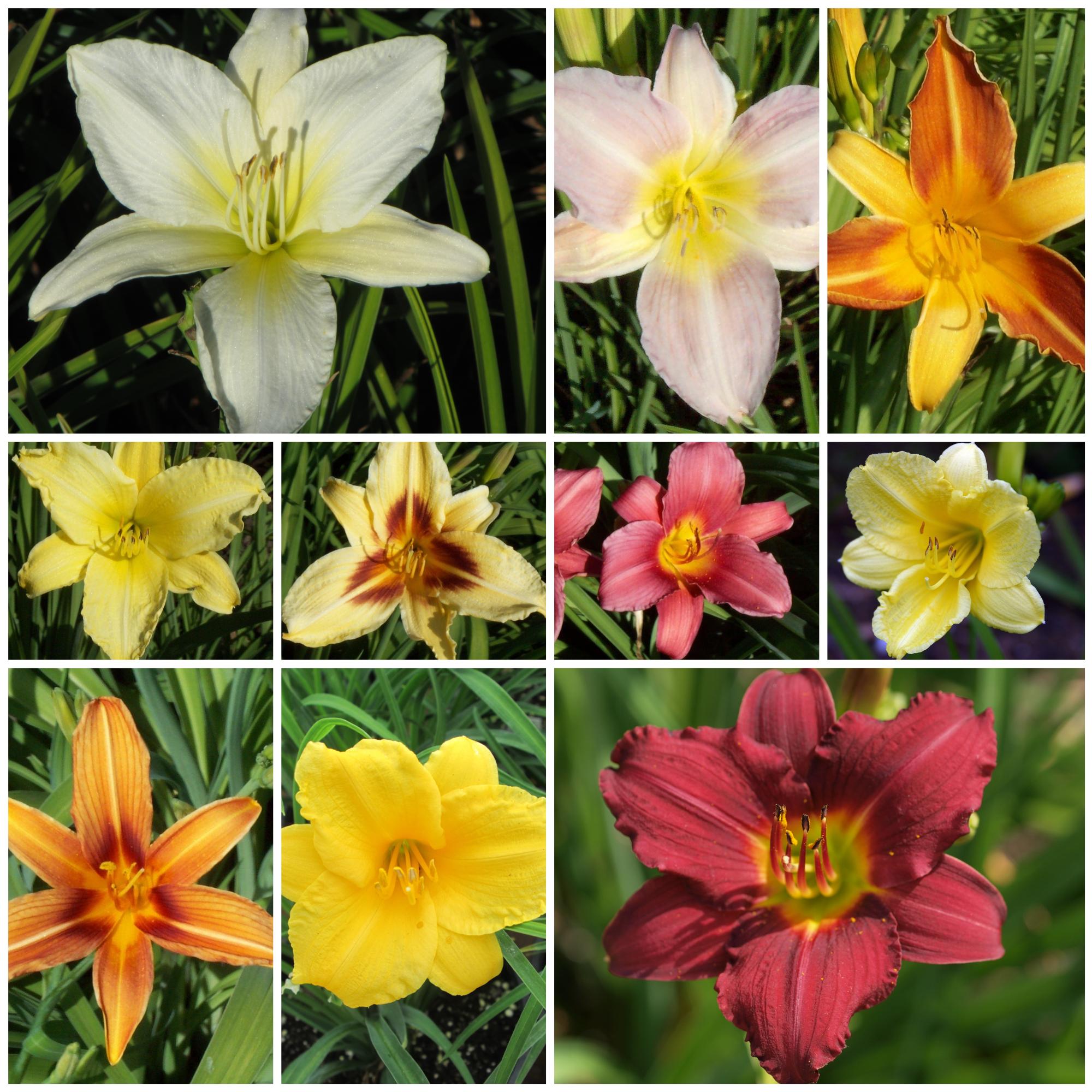 Sampler - Standard Daylily Collection from Leo Berbee Bulb Company