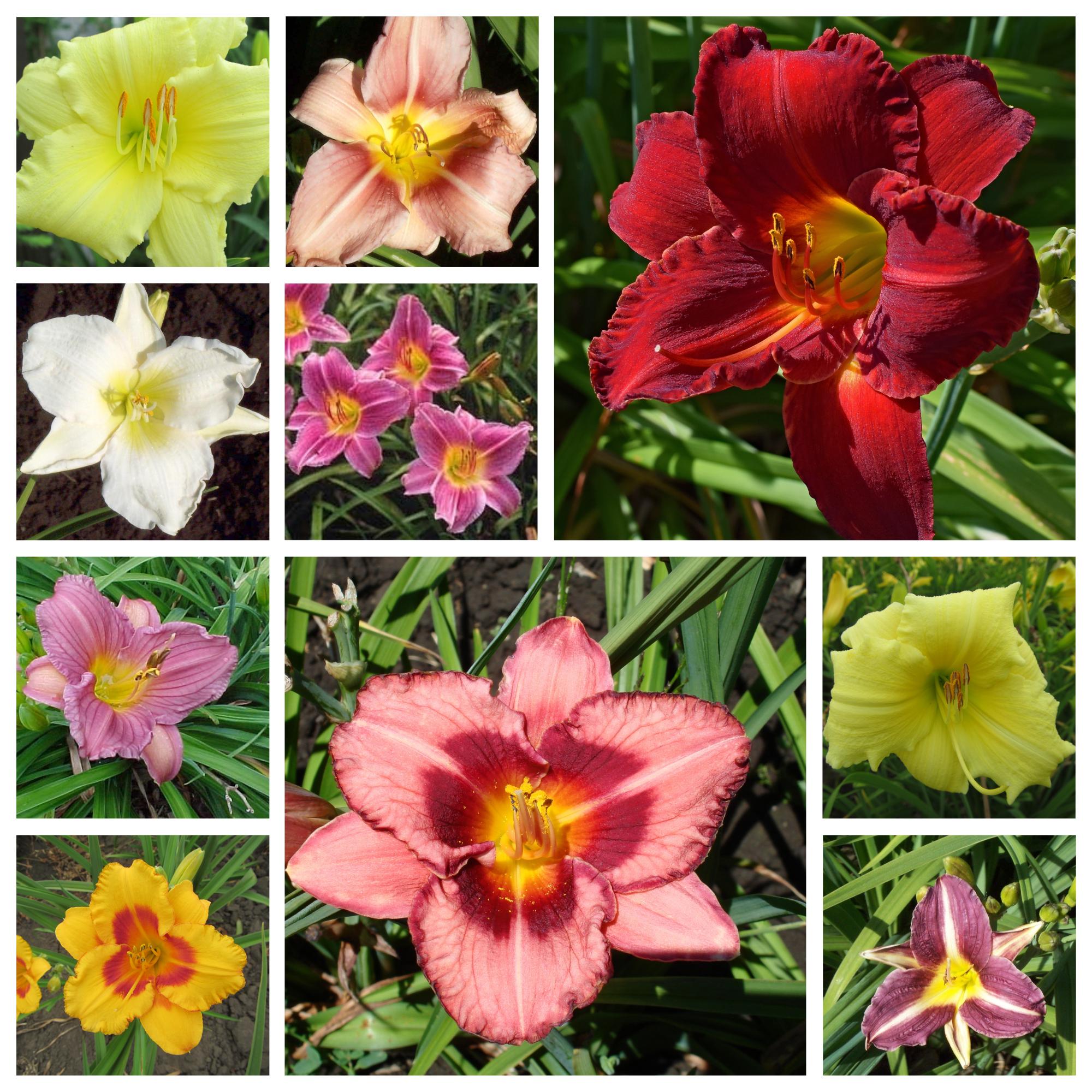 Sampler - Premium Daylily Collection from Leo Berbee Bulb Company